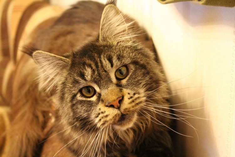 Майкуны коты