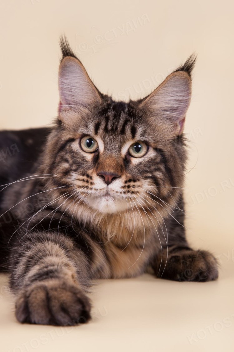 Американский кот Мейн кун