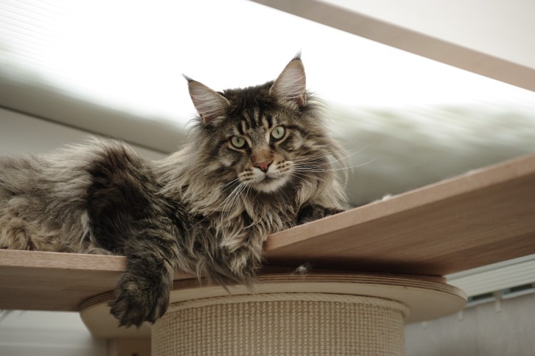 Большой кот Мейн кун фото