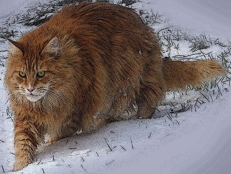 Рыжий толстый Сибирский кот