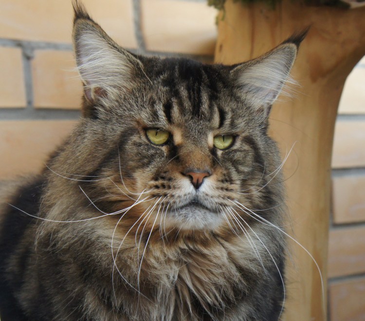 Мейн кун царь