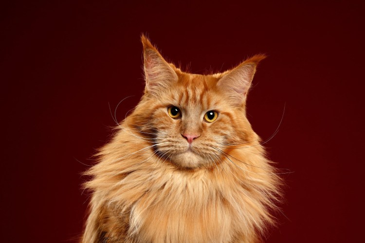 Мейн кун рыжий