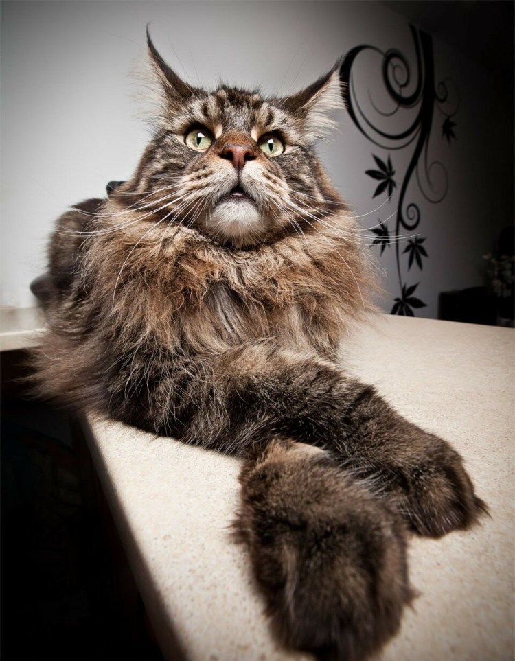 Большая кошка Мейн кун