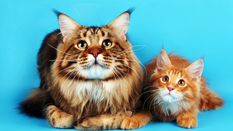 Кот Мейн кун фото