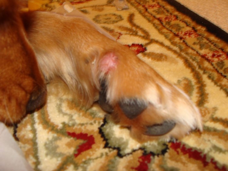 Массаж животных