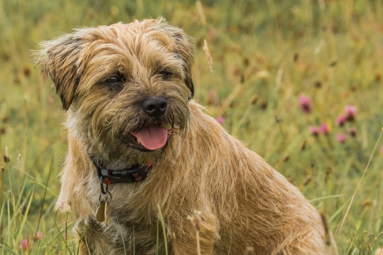 Крапивница у стаффордширского терьера