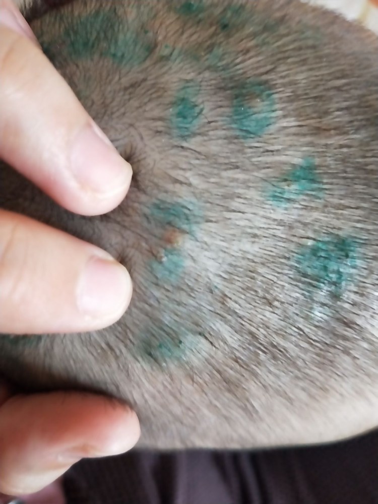 Опухоли ротовой полости у собак