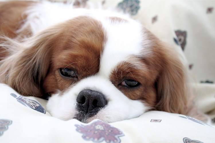 Атопический дерматит у собак