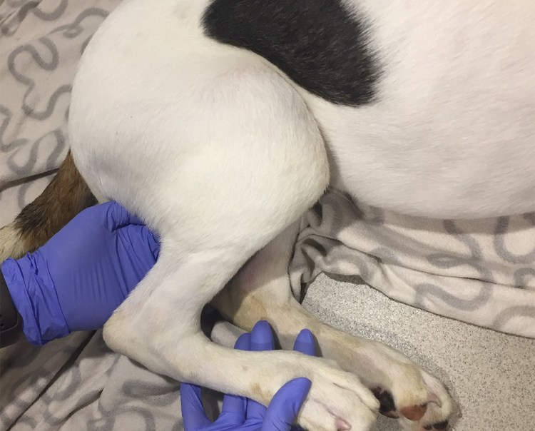 Лежачий Мопс