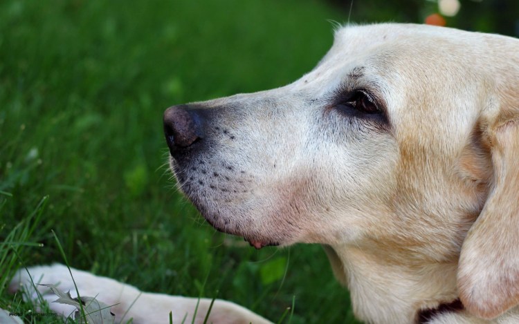 Собака под пледом