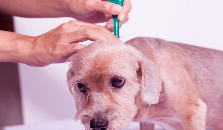 Собака болеет