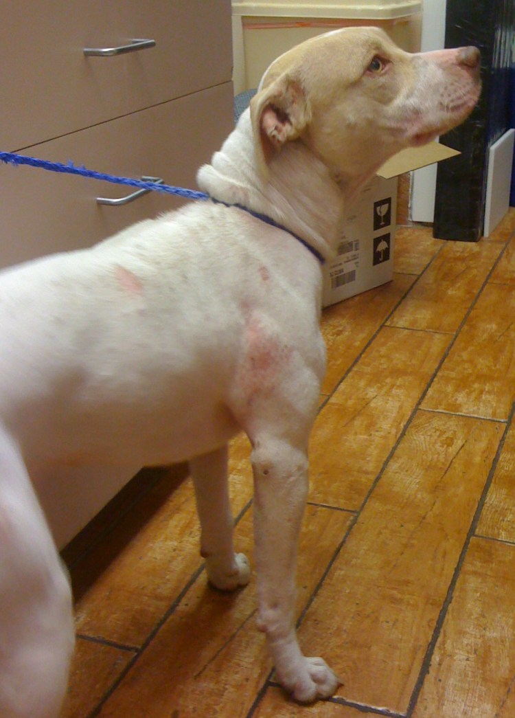 Пододерматит аутоиммунный