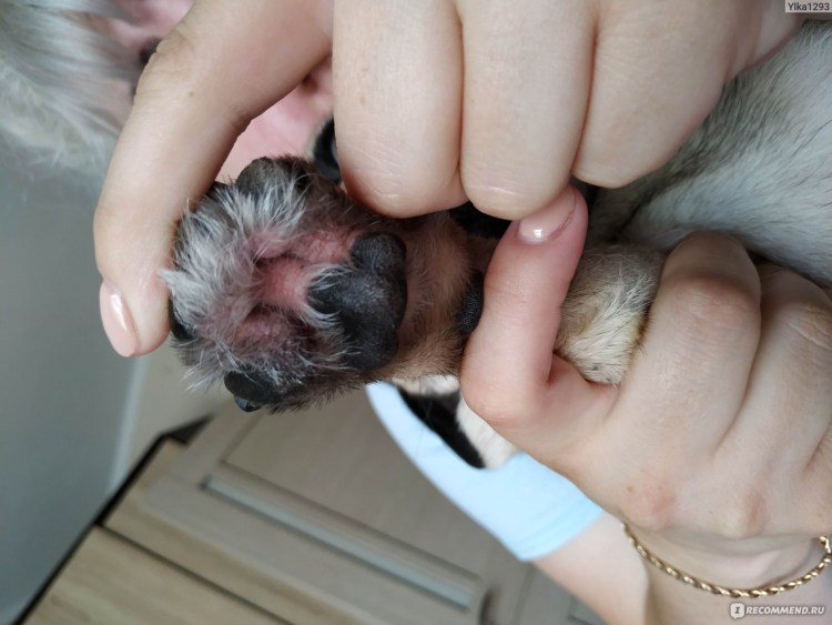 Ушной клещ у собаки отодектоз