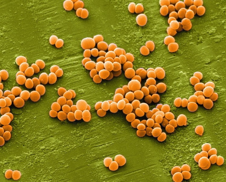 Сумамед суспензия котенку дозировка