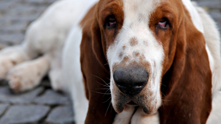 Пищевая аллергия у собак