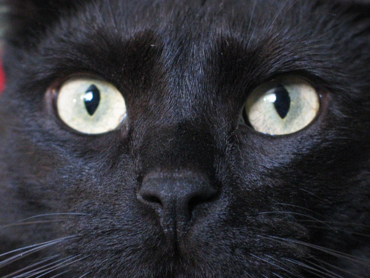 Чёрная кошка порода Бомбейская