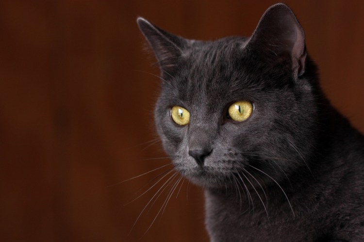 Сиамская кошка белая