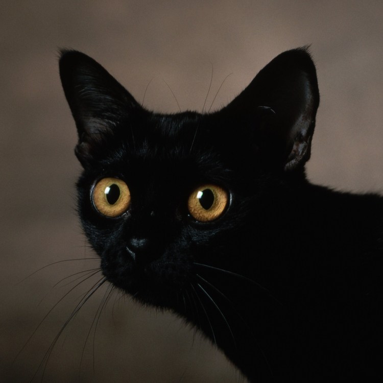 Американская короткошёрстная кошка черная