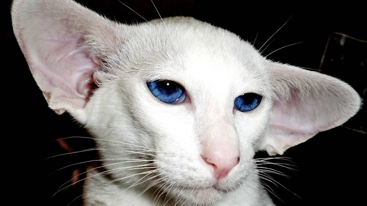 Бирманская кошка черная короткошерстная