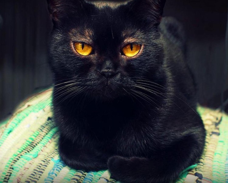 Нибелунг черный