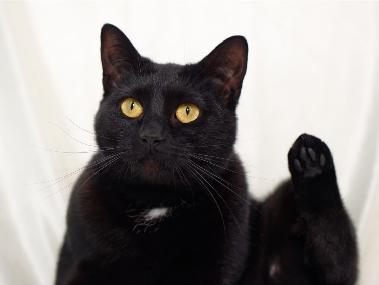 Бомбейская крысоловка