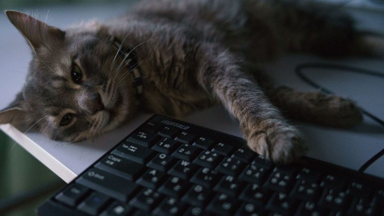 Кошка на клавиатуре
