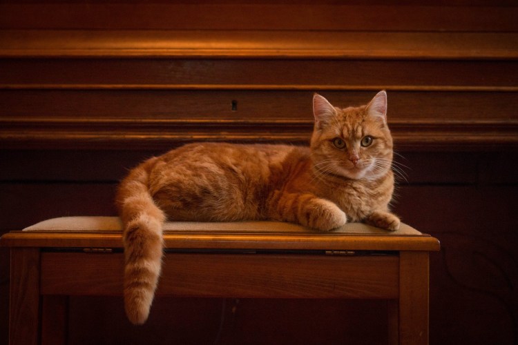 Рыжий кот лежит