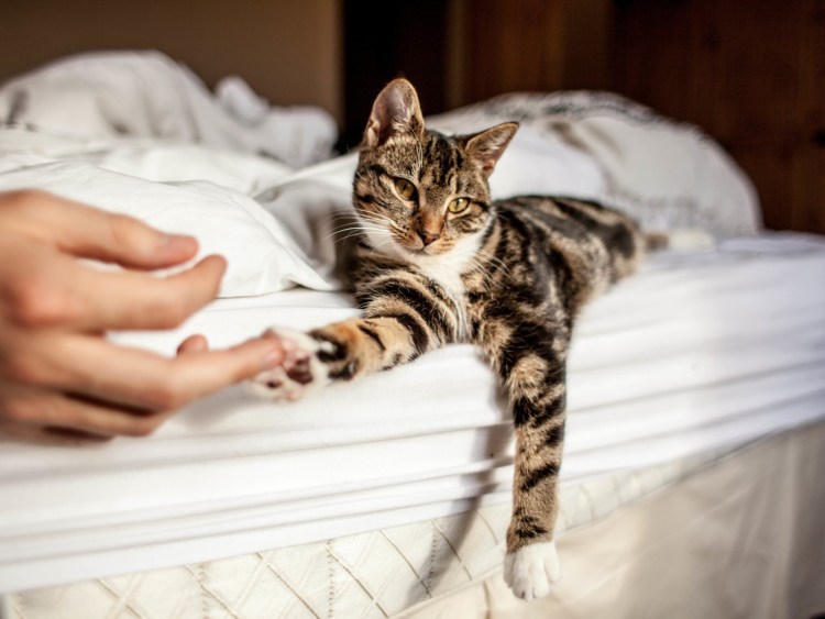 Кот на руках утро