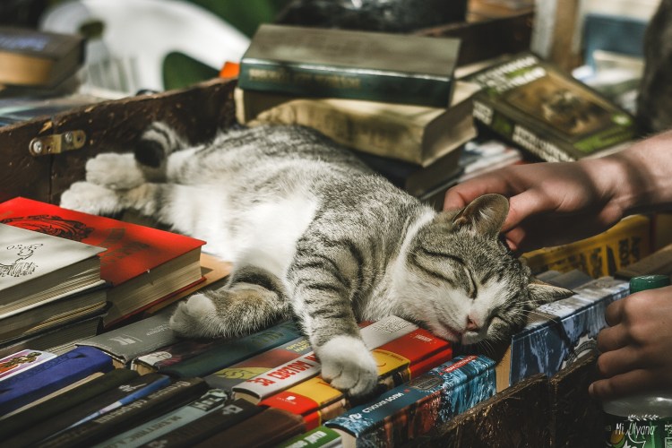 Кот в библиотеке