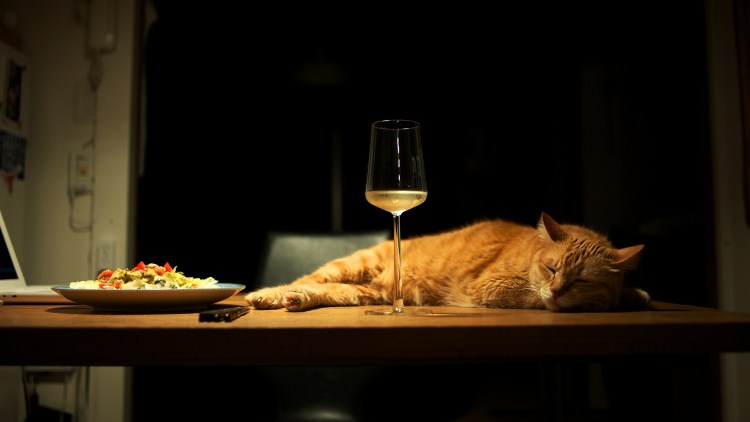 Кот за столом