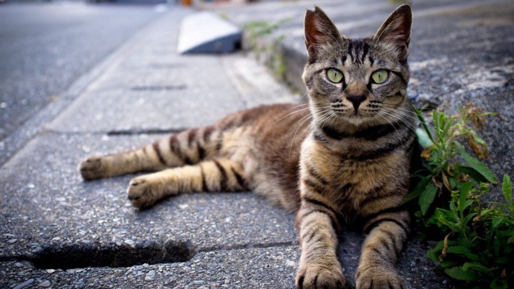 Кошачий город