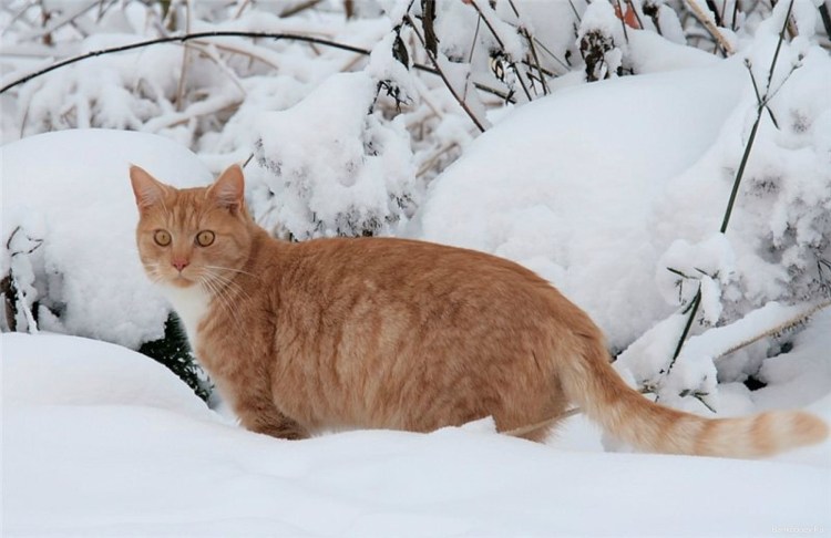 Кошка на улице зимой