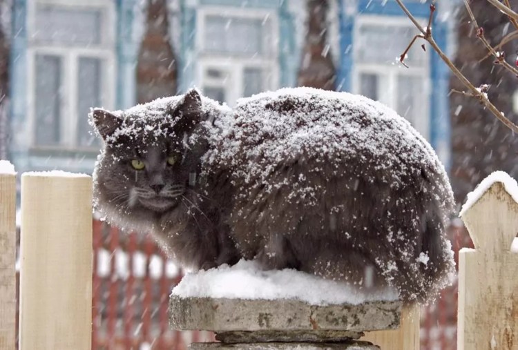 Коту холодно