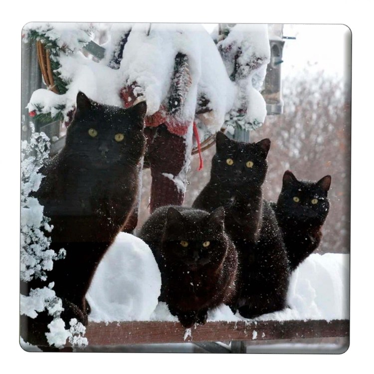 Черный кот в снегу