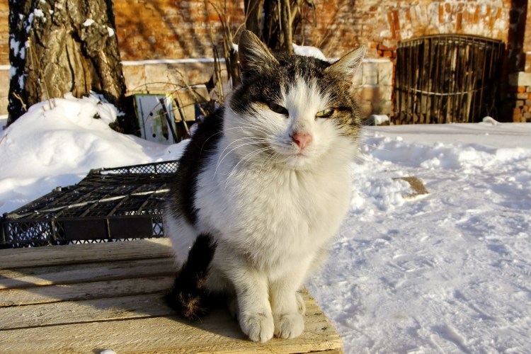 Коты зимой