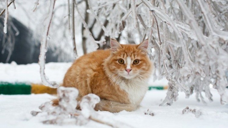 Кошка на улице зимой