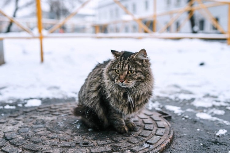 Кошка на улице зимой