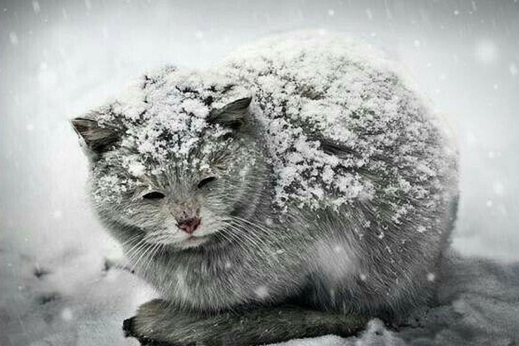 Бездомные животные зимой