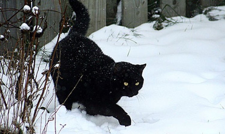 Черная кошка зимой