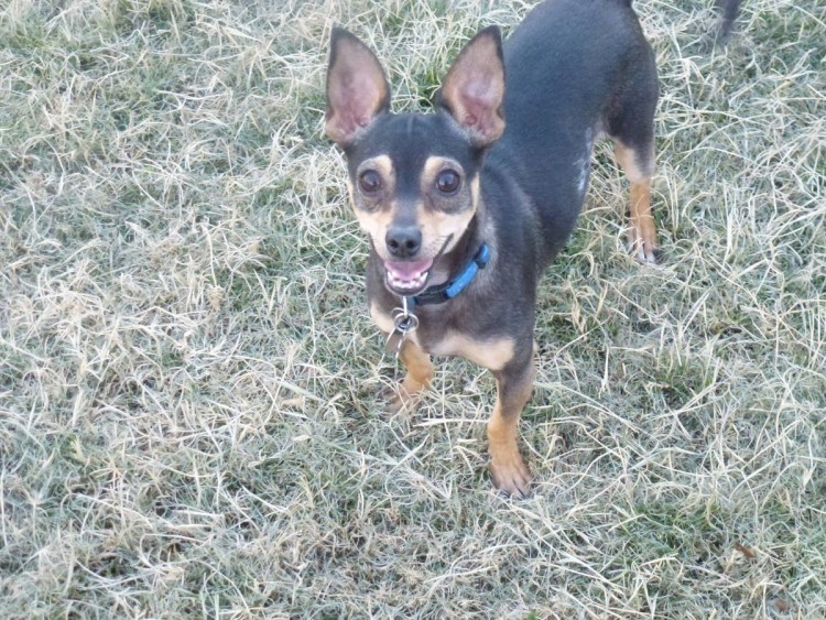 Пинчер белый