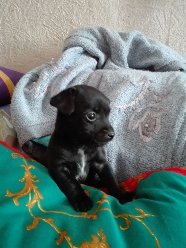 Метис чихуахуа черная