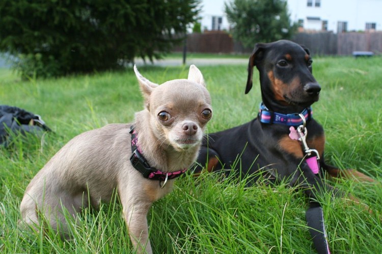 Доберман и чихуахуа
