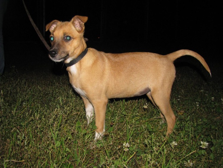 Цвергпинчер метис рыжий