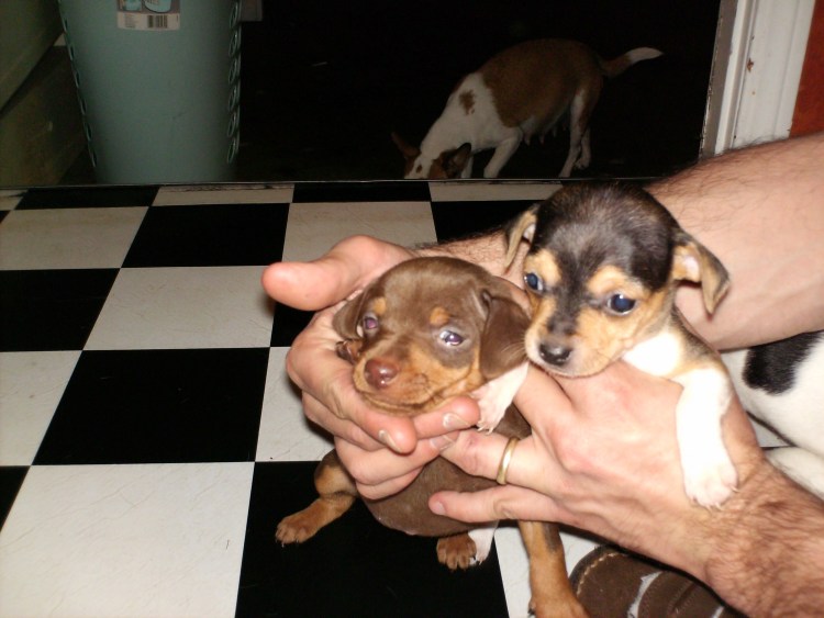 Метис пинчера и чихуахуа