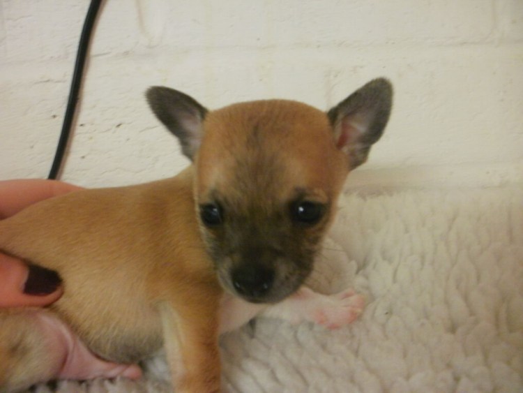 Помесь пинчера и чихуахуа