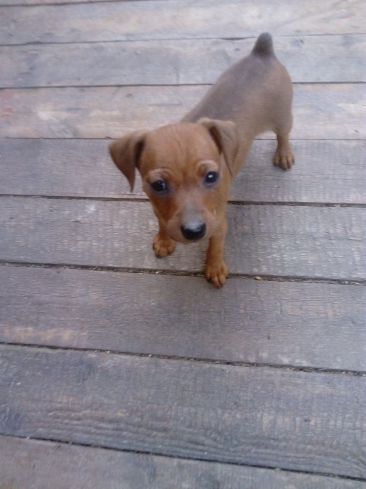 Метис таксы и пинчера