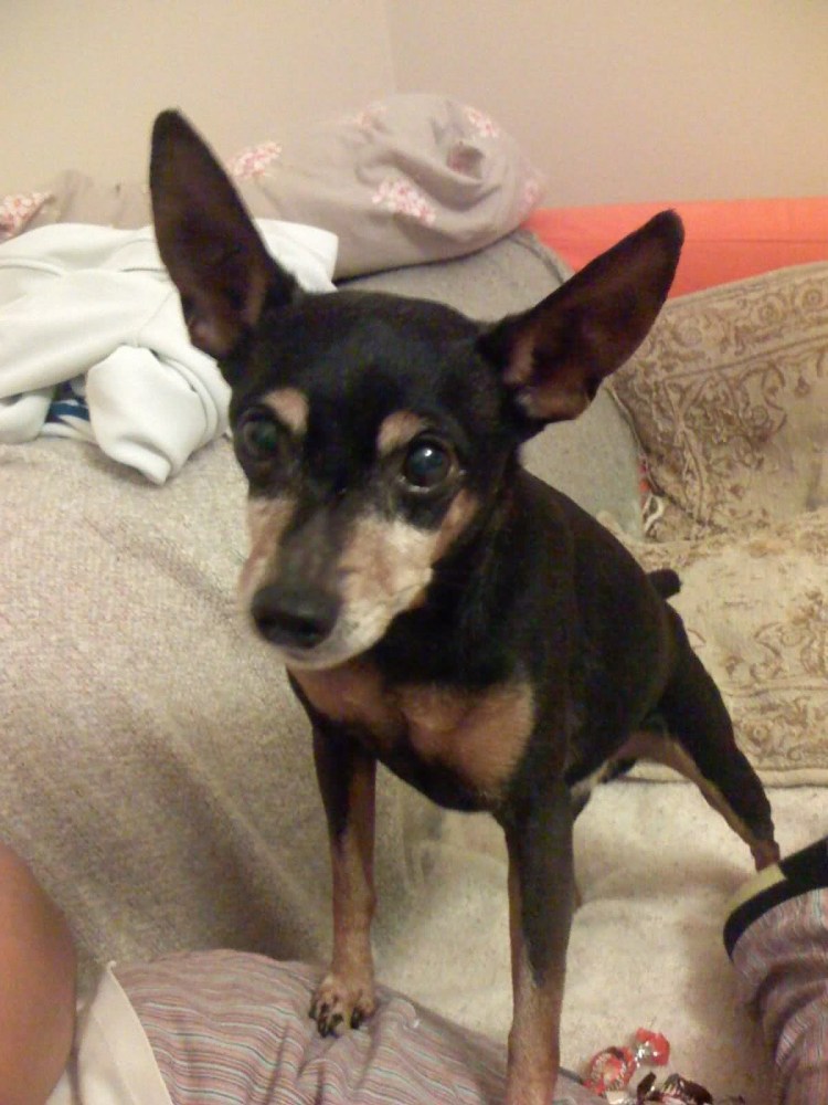 Пинчер чихуахуа