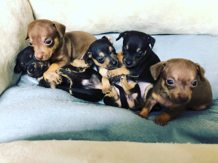 Смесь чихуа и той терьера щенки