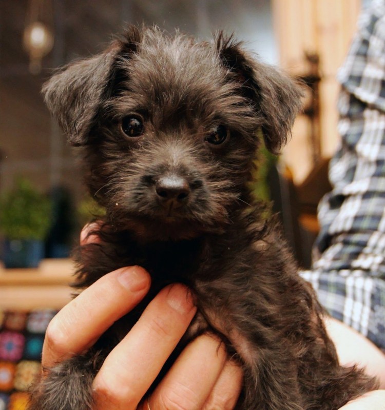 Смесь Болонки и чихуахуа