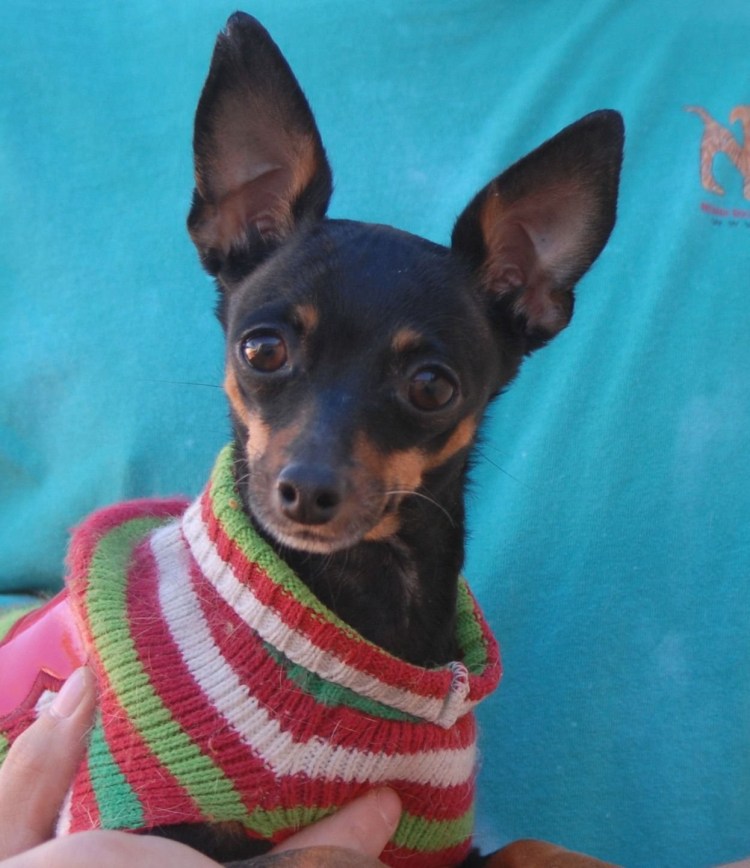 Метис пинчера